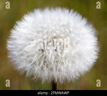 Testa di semi di dente di leone. Contea di San Mateo, California, Stati Uniti. Foto Stock
