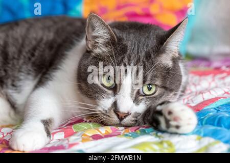 Shorthair domestico, a strisce grigio e bianco gatto tabby, rilassante. Foto Stock