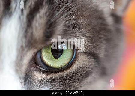 Primo piano di occhio di gatto verde, nazionale Shorthair, a strisce grigio e bianco gatto tabby. Foto Stock