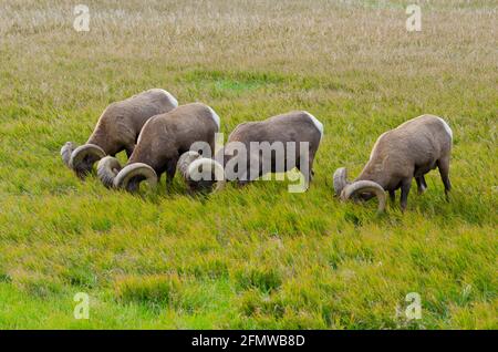 Pecore Bighorn nel Badlands National Park, South Dakota, USA Foto Stock