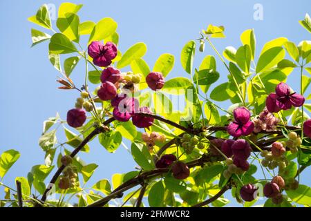 Vigna di cioccolato a cinque foglie, fiori di acebia chinata Foto Stock