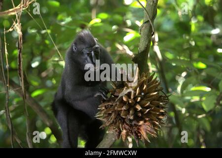 Sulawesi macaco nero crestato (Macaca nigra) che si nutrono di frutti di liana nella Riserva Naturale di Tangkoko, Sulawesi del Nord, Indonesia. Oltre alla deforestazione e al bracconaggio, il cambiamento climatico sta portando un maggior rischio di estinzione a questa specie endemica, a rischio critico. Temperature più elevate, condizioni climatiche insolite ed estreme, ad esempio, influenzeranno la disponibilità della loro fornitura alimentare. Foto Stock