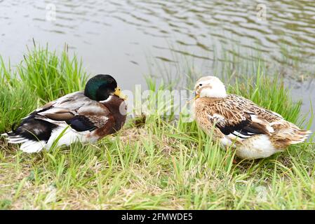Mallard maschio e femmina anatre di Mallard che riposano vicino ad un laghetto Foto Stock