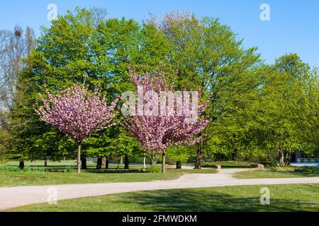 Due ciliegi rosa fioriti in un parco pubblico su una soleggiata mattina primaverile Foto Stock