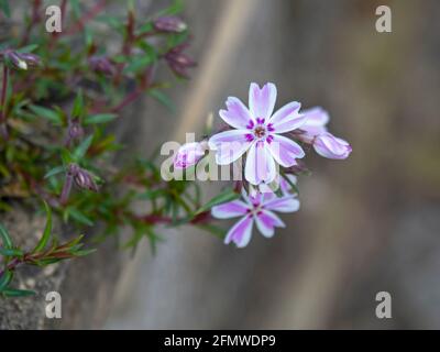 Closeup di delicati fiori di flox porpora striscianti Foto Stock