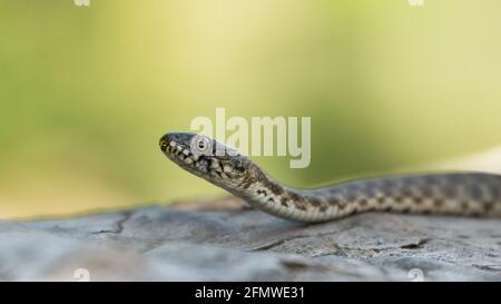 Serpente di dadi (Natrix tessellata) primo piano su uno sfondo giallo-verde che scorre Foto Stock