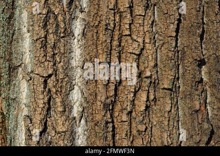 Corteccia marrone e ruvida, struttura di legno di tronco di albero. Vecchio albero abbaio sfondo. Foto Stock