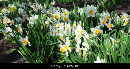 Un grande gruppo di bellissimi fiori di narciso bianchi e gialli, fioriscono profusamente in un letto fiorito a bassa manutenzione in primavera. Foto Stock