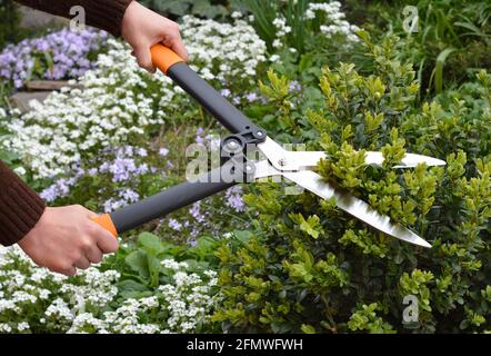 Lavoro in giardino: Un giardiniere sta rifilando, potando e modellando il bosso, buxus usando cesoie di siepe con fiori in fiore, arabi e flox strisciante. Foto Stock