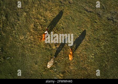 Tre mucche pascolano sul prato dei pascoli e gettano l'ombra sul campo d'erba, vista aerea direttamente sopra Foto Stock