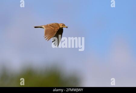 Allodola - Alauda arvense Foto Stock