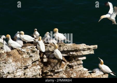 La riserva RSPB di Bempton Cliffs nello Yorkshire offre fantastiche opportunità per osservare questi spettacolari Gannets che nidificano sulle scogliere di gesso. Foto Stock