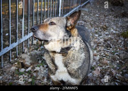 Grande ritratto di cane grigio all'aperto sullo sfondo di foglie cadute e hedge Foto Stock