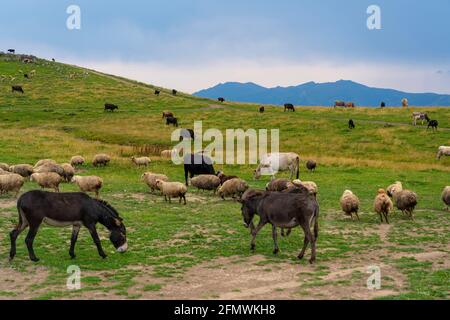 Una mandria di asini che cammina su un prato verde Foto Stock