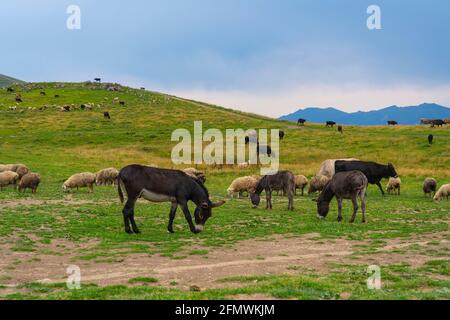 Una mandria di asini che cammina su un prato verde Foto Stock