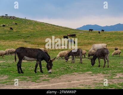 Una mandria di asini che cammina su un prato verde Foto Stock