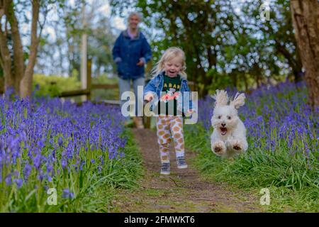 Una madre e un bambino che camminano con un piccolo cane bianco catturato correndo a mezz'aria nel percorso di Spring Bluebells a Guestling Wood, Pettt, vicino a Hastings, East Sussex, Inghilterra, REGNO UNITO Foto Stock