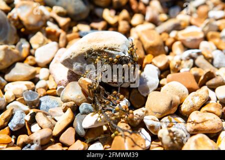 Alghe secche su una spiaggia di ghiaia Foto Stock