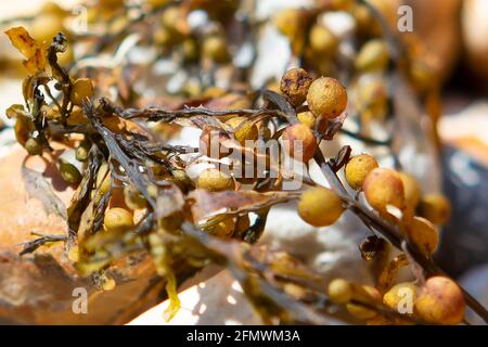 Alghe secche su una spiaggia di ghiaia Foto Stock