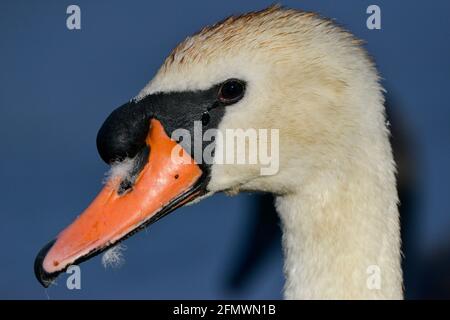 Cigno - Cygnus olor Foto Stock