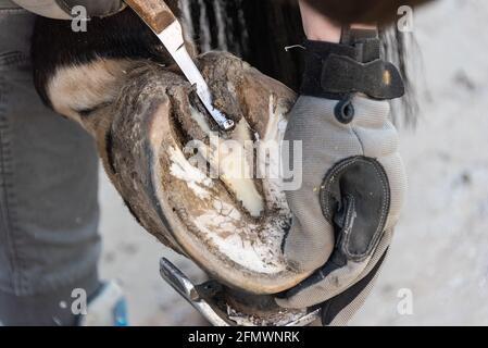 Rifinitura naturale dello zoccolo - il farro taglia e forma gli zoccoli di un cavallo usando il coltello, la lima di cesoia dello zoccolo e la raspa. Foto Stock