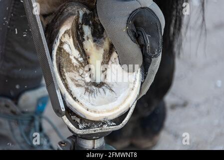 Rifinitura naturale dello zoccolo - il farro taglia e forma gli zoccoli di un cavallo usando il coltello, la lima di cesoia dello zoccolo e la raspa. Foto Stock