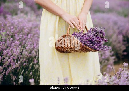 Un cesto di vimini di fiori di lavanda appena tagliati nelle mani delle donne in un abito tra un campo di cespugli di lavanda. Il concetto di spa, aromaterapia, c Foto Stock