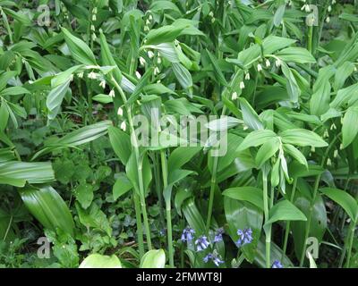 Primo piano del Sigillo di Salomone o polygonatum, che cresce in un bosco inglese in primavera. Foto Stock