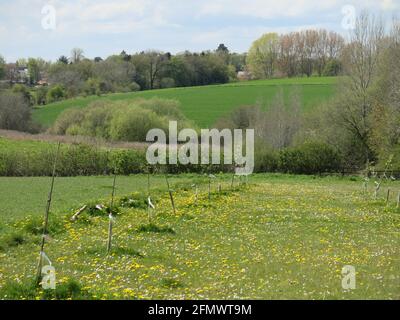 Vista attraverso il paesaggio rurale del Northamptonshire meridionale, che si affaccia sui campi e sulle colline ondulate verso Evenley vicino a Brackley. Foto Stock