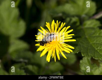 Il drone-fly è un tipo di hoverfly che imita il miele-ape maschio e visto bere nettare dai fiori. Le larva sono acquatiche Foto Stock