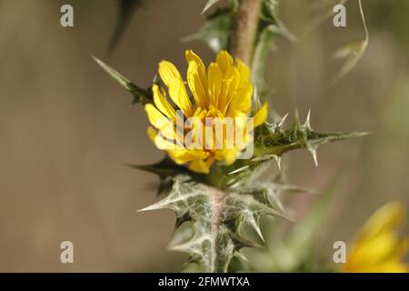 I thistles gialli che fioriscono nella natura Foto Stock