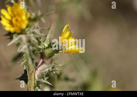 I thistles gialli che fioriscono nella natura Foto Stock