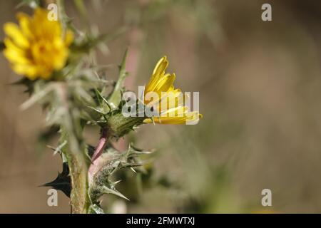 I thistles gialli che fioriscono nella natura Foto Stock