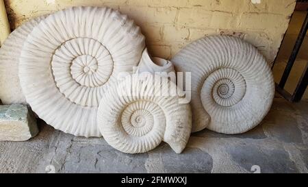 I fossili di pietra di Ammoniti poggiano contro il muro. Foto Stock