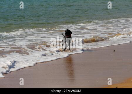 Questo cane si sta divertendo sulla spiaggia Foto Stock