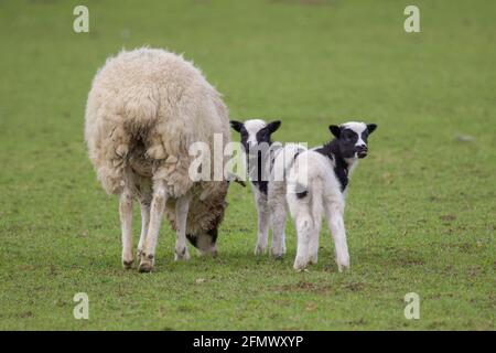 Spring Lambs con mamma sul campo. Foto Stock