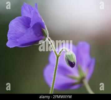 Bella Bell fiori in viola. Foto Stock