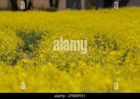 Campo di colza giallo Foto Stock