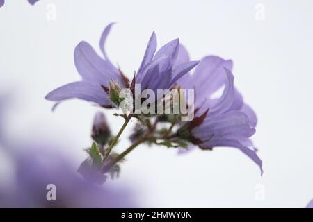 Bella Bell fiori in viola. Foto Stock