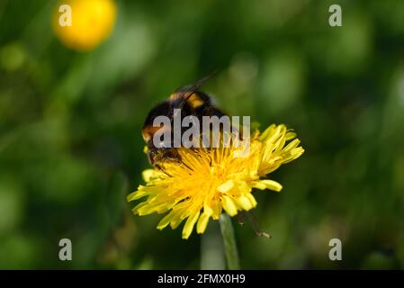 Primo piano di un fiore giallo primaverile del dente di leone con un bumblebee seduto su di esso alla ricerca di polline Foto Stock