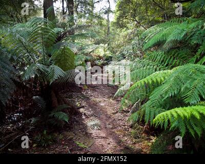 Felci di alberi (Dicksonia antartide) e sentieri per passeggiate, Toolangi state Forest, Victoria, Australia. Foto Stock