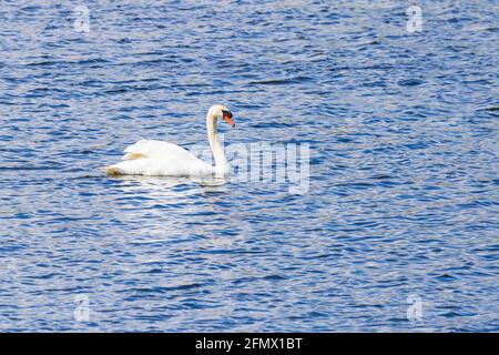 Adulto Mute Swan scivola attraverso l'acqua al Gunners Park Shoeburyness in un pomeriggio di maggio luminoso e soleggiato Foto Stock