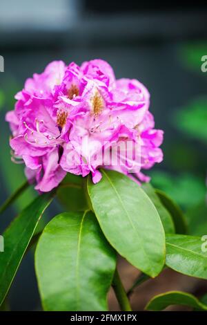 Il cespuglio di Rhododendron "Magnetonka" fiorisce in primavera con messa a fuoco selettiva e sfondo estremamente sfocato. Foto Stock