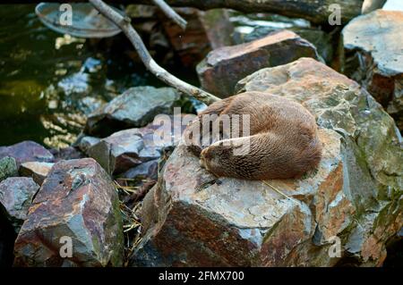 Lontra che dormiva su una pietra accanto ad un laghetto Foto Stock