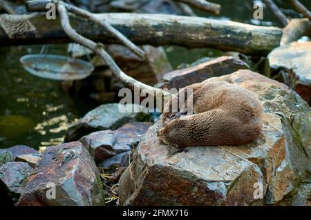 Lontra che dormiva su una pietra accanto ad un laghetto Foto Stock