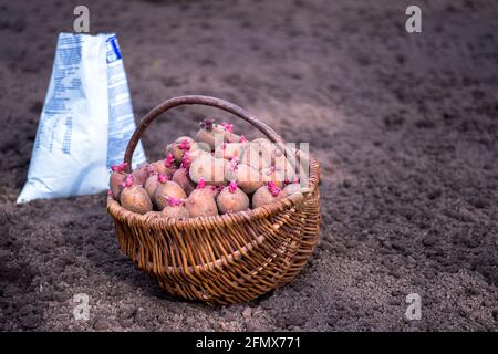 Un cestino di tuberi di patate germogliati con germogli rosa sullo sfondo di un sacchetto di fertilizzante bianco e terreno arato. Sfondo. Foto Stock