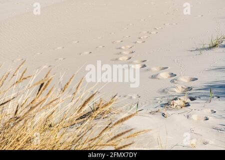 Bella spiaggia sabbiosa con canne ed erba secca tra le dune, viaggi in estate e vacanze concetto, impronte sulla sabbia Foto Stock