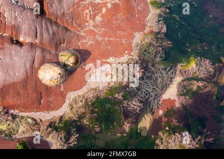 Comuni animali domestici, alghe di corallo (Corallina officinallis), serpelocks anemone (Anemonia viridis) e lattuga marina (Ulva lattucca) in rockpool Foto Stock