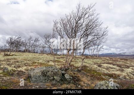 Un gruppo di uccelli senza frondolo (Betula pubescens) nel norvegese cadde montagne e nel tardo autunno contro le nuvole scure. Gudbrandsdalsleden, Dovrefjell Foto Stock