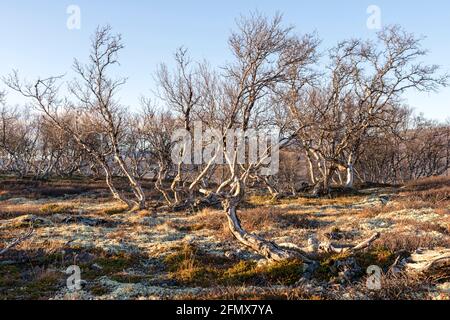 Nel tardo autunno, un gruppo di uccelli senza frondolo (Betula pubescens) vicino Pilegrimsleden al sole di sera. Percorso del pellegrino, Dovre Nationalpark, Norvegia Foto Stock